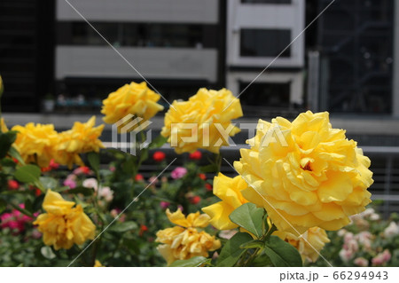 薔薇 バラ ばら 花言葉 中之島公園 大阪市 春 癒し 都会の写真素材