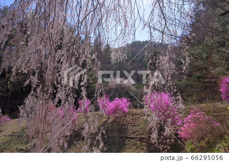 桜 66295056