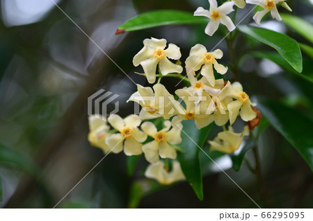 つる性常緑低木 テイカカズラ の花の写真素材