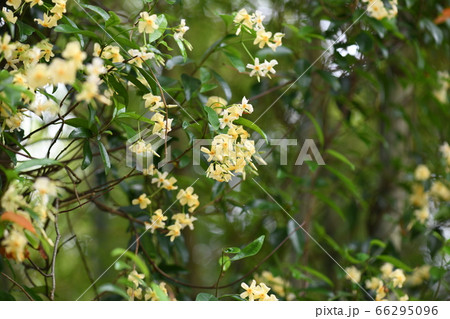 つる性常緑低木【テイカカズラ】の花 66295096