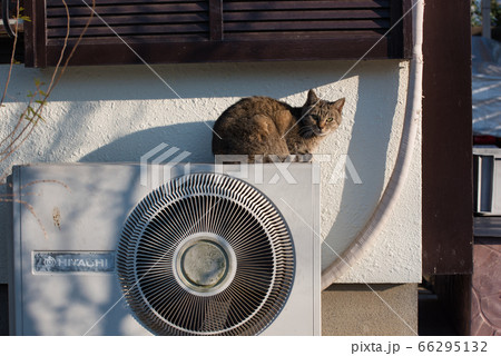 エアコンの室外機の上で日向ぼっこする猫 エアコンの室外機の上で日向ぼっこする猫 66295132