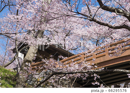 高遠城址公園の桜 高遠城址公園の桜 66295576