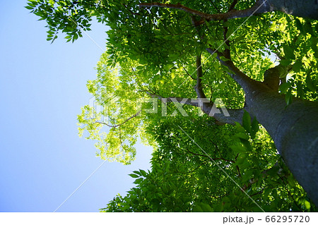 ケヤキの新緑ー１ 66295720