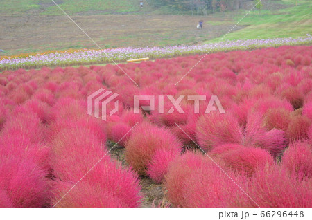 ひるがの高原　コキアの紅葉 66296448