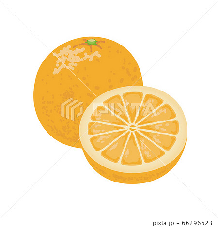 オレンジのイラストのイラスト素材