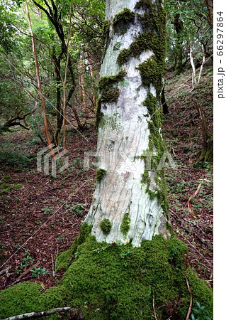 天城山の樹木 モミジ 天城山の樹木 モミジ 66297864