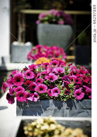 ピンクの花 ピンクの花 66297889