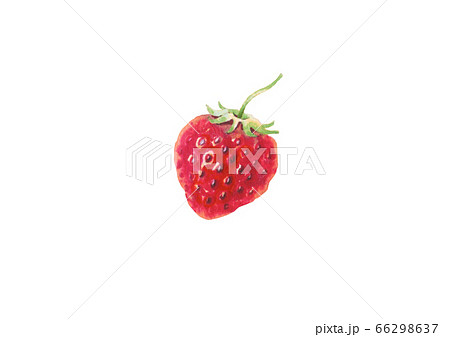 水彩いちご 66298637