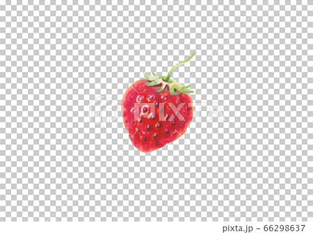 水彩いちご 66298637