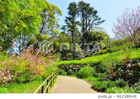 横浜市 俣野別邸庭園 外苑散策路の新緑と桜 横浜市 俣野別邸庭園 外苑散策路の新緑と桜 66298649