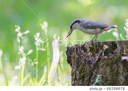 ゴジュウカラ 66298678