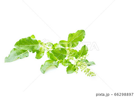 Fresh holy basil with water droplets isolate on 66298897