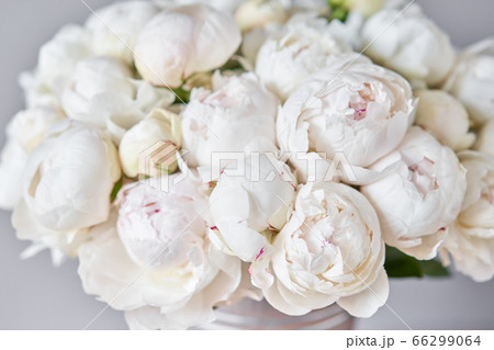 White Odile peonies in a metal vase. Beautiful peony flower for catalog or online store. Floral shop concept . Beautiful fresh cut bouquet. Flowers delivery. Copy space 66299064