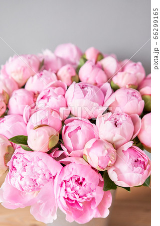 Pink Angel Cheeks peonies in a metal vase. Beautiful peony flower for catalog or online store. Floral shop concept . Beautiful fresh cut bouquet. Flowers delivery 66299165
