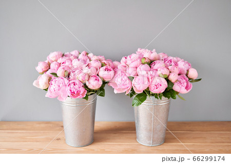 Pink Angel Cheeks peonies in a metal vase. Beautiful peony flower for catalog or online store. Floral shop concept . Beautiful fresh cut bouquet. Flowers delivery 66299174