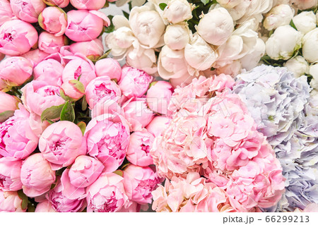 Floral Carpet Or Wallpaper Background Of Pink の写真素材