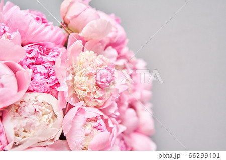 Pink Angel Cheeks peonies in a metal vase. Beautiful peony flower for catalog or online store. Floral shop concept . Beautiful fresh cut bouquet. Flowers delivery Pink Angel Cheeks peonies in a metal vase. Beautiful peony flower for catalog or online store. Floral shop concept . Beautiful fresh cut bouquet. Flowers delivery 66299401