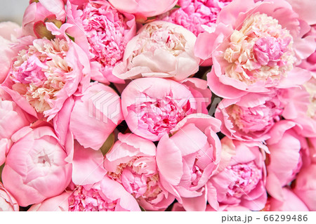 Pink Angel Cheeks peonies in a metal vase. Beautiful peony flower for catalog or online store. Floral shop concept . Beautiful fresh cut bouquet. Flowers delivery 66299486