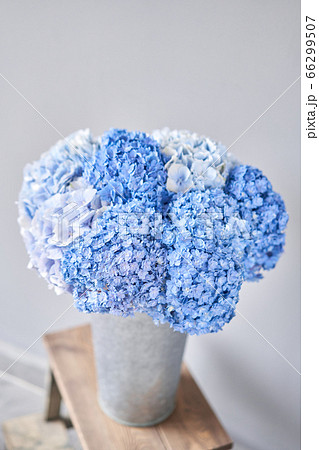 Beautiful blue hydrangea flowers in a vase on a table . Bouquet of light pink flower. Decoration of home. Wallpaper and background. 66299507