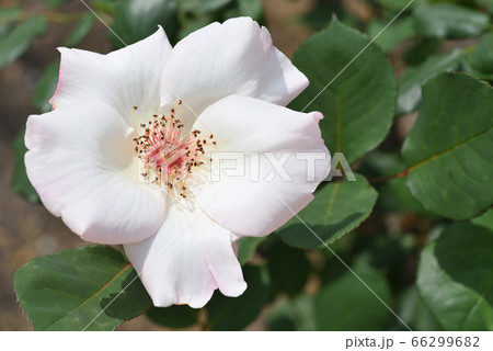 バラ（エレン・ウィルモット） 66299682