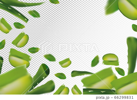 3D realistic aloe with green leaf. Freshly aloe vera in motion. Slice Aloe. Herbal medicine. Aloe vera a cactus close up. Vector illustration. 66299831
