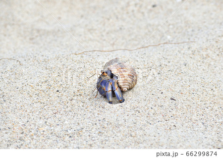 砂浜を歩いているムラサキオカヤドカリ 66299874