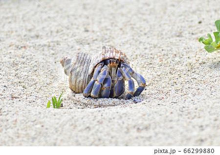 砂浜を歩いているヤドカリの写真素材 [66299880] - PIXTA