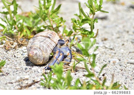 砂浜を歩いているヤドカリの写真素材 砂浜を歩いているヤドカリの写真素材