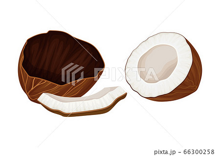 Cracked Coconut with Hard Shell and Fibrous Husk Showing White Inner Flesh Vector Illustration 66300258