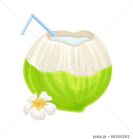 Subtropical Coconut Cocktail in Green Coconut Shell with Straw and Plumeria Flower Vector Illustration Subtropical Coconut Cocktail in Green Coconut Shell with Straw and Plumeria Flower Vector Illustration 66300261