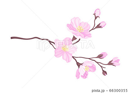 Tender Cherry Blossom Twig as Fragrant Seasonal Foliage with Pink Flowers Vector Illustration 66300355