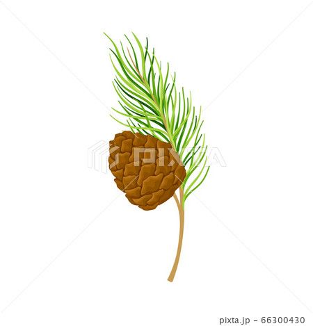 Cedar Branch with Evergreen Needle-like Leaves and Barrel-shaped Brown Seed Cones Vector Illustration Cedar Branch with Evergreen Needle-like Leaves and Barrel-shaped Brown Seed Cones Vector Illustration 66300430