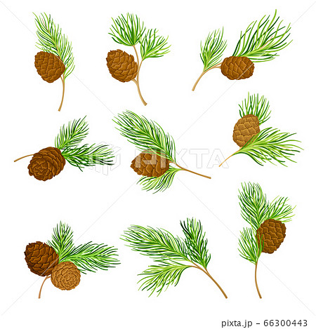 Cedar Branch with Evergreen Needle-like Leaves and Barrel-shaped Brown Seed Cones Vector Set Cedar Branch with Evergreen Needle-like Leaves and Barrel-shaped Brown Seed Cones Vector Set 66300443