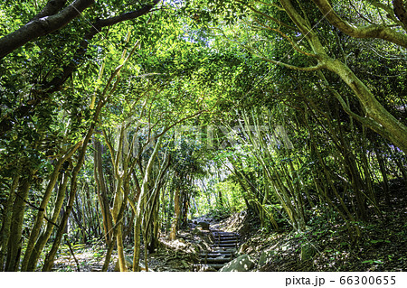 木漏れ日が降りそそぐ森のトンネル 福岡県糸島市 芥屋の大門公園 木漏れ日が降りそそぐ森のトンネル 福岡県糸島市 芥屋の大門公園 66300655