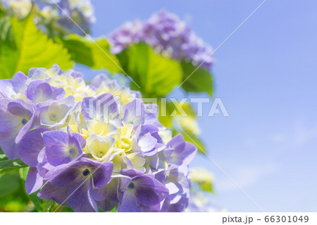 紫陽花と青空 66301049