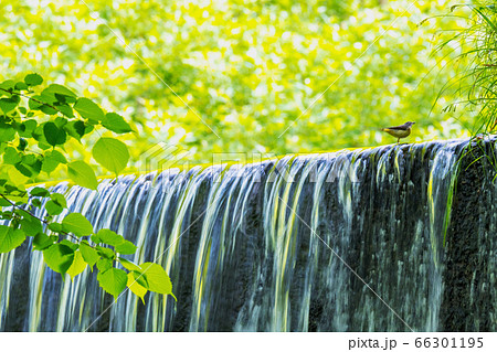 大山 木谷沢渓流　新緑・清流・エコイメージ 66301195