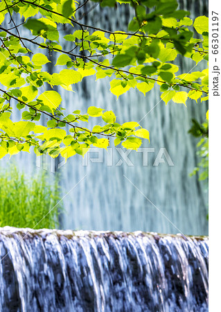 大山 木谷沢渓流　新緑・清流・エコイメージ 66301197