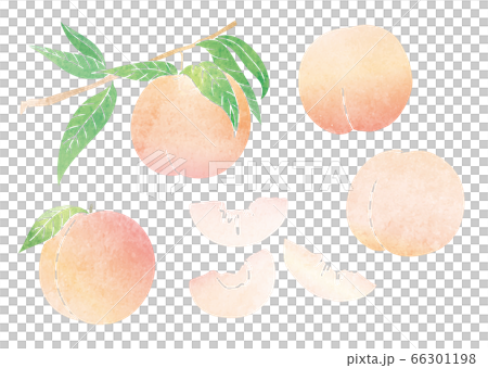 白桃の実 葉 枝 素材 イラスト（水彩） 66301198