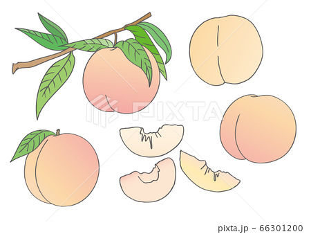 白桃の実 葉 枝 素材 イラストのイラスト素材
