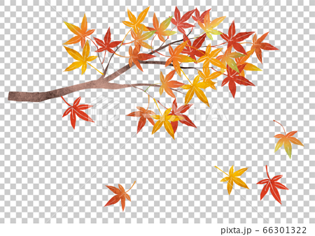 紅葉したもみじの枝と散る紅葉の素材イラスト 水彩 のイラスト素材
