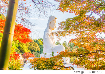 《京都府》白衣観音と紅葉 《京都府》白衣観音と紅葉 66301555