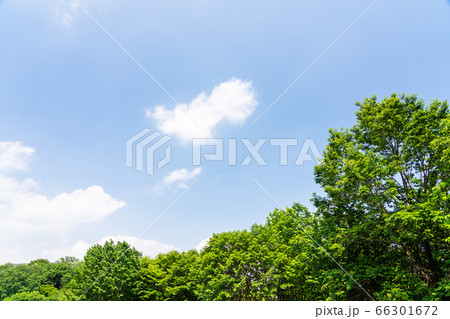 東京都八王子市の自然環境 栃谷戸公園 東京都八王子市の自然環境 栃谷戸公園 66301672