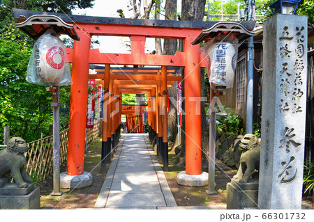 花園稲荷神社の連続鳥居 台東区上野公園にての写真素材