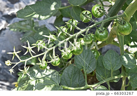 家庭菜園のミニトマト 家庭菜園のミニトマト 66303267