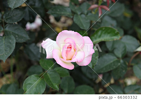 バラ バラの花 花 66303332