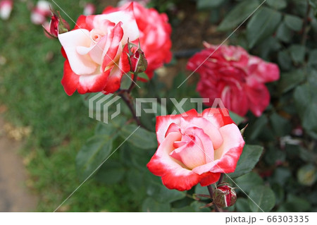 バラ バラの花 花 66303335