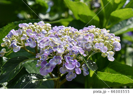 ウズアジサイ(渦紫陽花) ウズアジサイ(渦紫陽花) 66303555