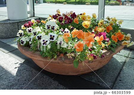 パンジー・ビオラの鉢植え 66303599