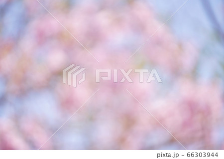 タイの桜をぼかして撮影した合成用背景写真 66303944