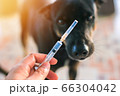 Vaccine Rabies Bottle and Syringe Needle Hypodermic Injection,Immunization rabies and Dog Animal Diseases,Medical Concept with Dog blurred Background.Selective Focus Vaccine vial  66304042
